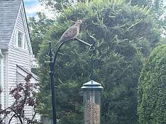 73: TomGeorgio_2025-1