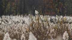 78: DonManfria_2025-285