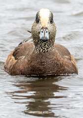 134: Duck - American Widgeon-3