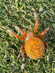 93: MarkShelly_2025-261