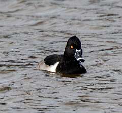 78: MarkShelly_2025-270