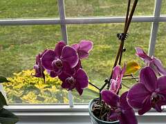 130: TomGeorgio_2025-5