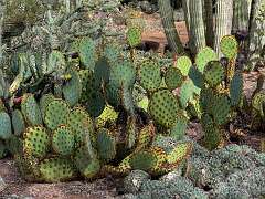 42: Xue-MingBao_2025-50