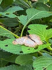 80: Xue-MingBao_2025-64