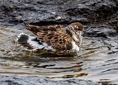 235: MarkShelly_2025-287