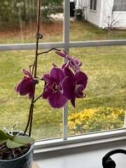 308: TomGeorgio_2025-11