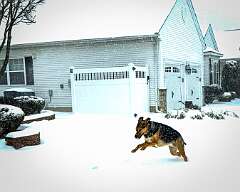 210: AlanToplitz_2026-13