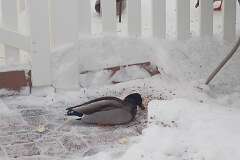 10: BerniceBaline_2026-14