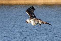 113: BillKirms_2026-10