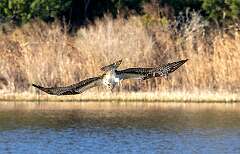 90: BillKirms_2026-11