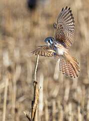 165: BillKirms_2026-13