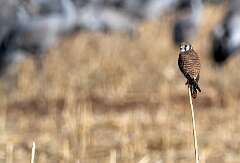 203: BillKirms_2026-16