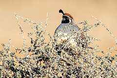 175: BillKirms_2026-17