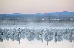 63: BillKirms_2026-19