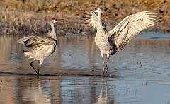 177: BillKirms_2026-22