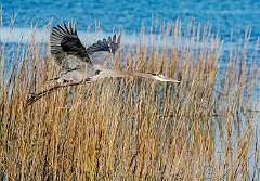 153: BillKirms_2026-3