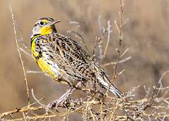 71: BillKirms_2026-39