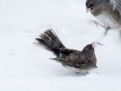 207: BillKirms_2026-64