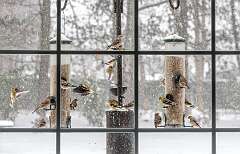 183: BillKirms_2026-66