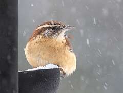 83: BillKirms_2026-70