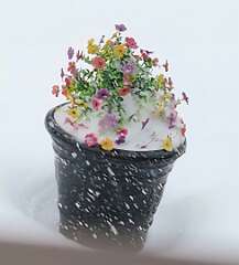 121: CeciliaRomano_2026-1