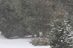 42: DonManfria_2026-9