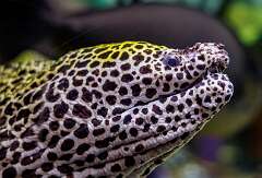 62: MarkShelly_2026-17