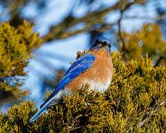 144: MarkShelly_2026-2