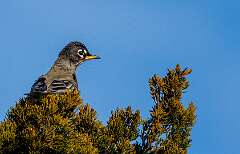 115: MarkShelly_2026-3