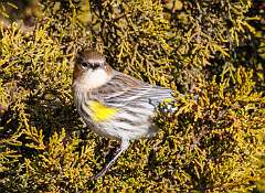 136: MarkShelly_2026-4