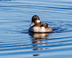 2: MarkShelly_2026-7