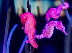 224: MarkShelly_2026-9