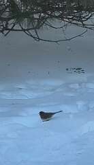 185: MonicaIppolito_2026-1