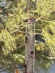 49: MonicaIppolito_2026-2