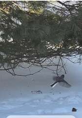 4: MonicaIppolito_2026-3