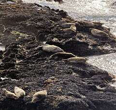 3: AlanToplitz_2026-30