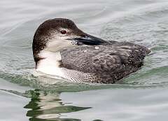 115: BillKirms_2026-89