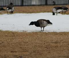 124: DonManfria_2026-43