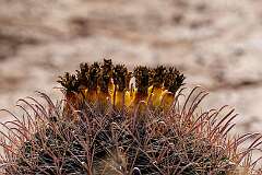 125: MarkShelly_2026-24