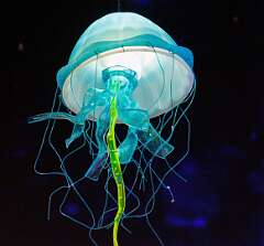 6: MarkShelly_2026-26