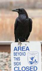 118: MarkShelly_2026-37