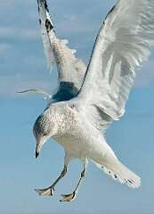 143: WendyTao_2026-21