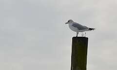 144: Xue-MingBao_2026-22