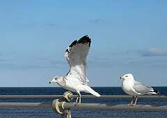 141: Xue-MingBao_2026-26