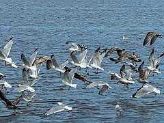 109: Xue-MingBao_2026-31