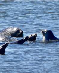 77: jenCurcione_2026-7