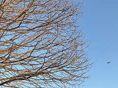 141: CarolAnnManfria_2026-11
