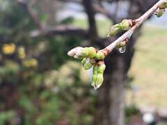 97: JerryPepin_2026-14