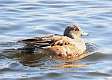 54: Duck - American Wigeon female