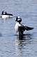 57: Duck - Buffelhead